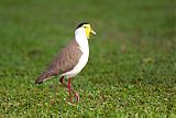 Masked Lapwing